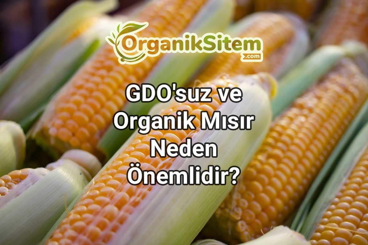 GDO'suz ve Organik Mısır Neden Önemlidir?