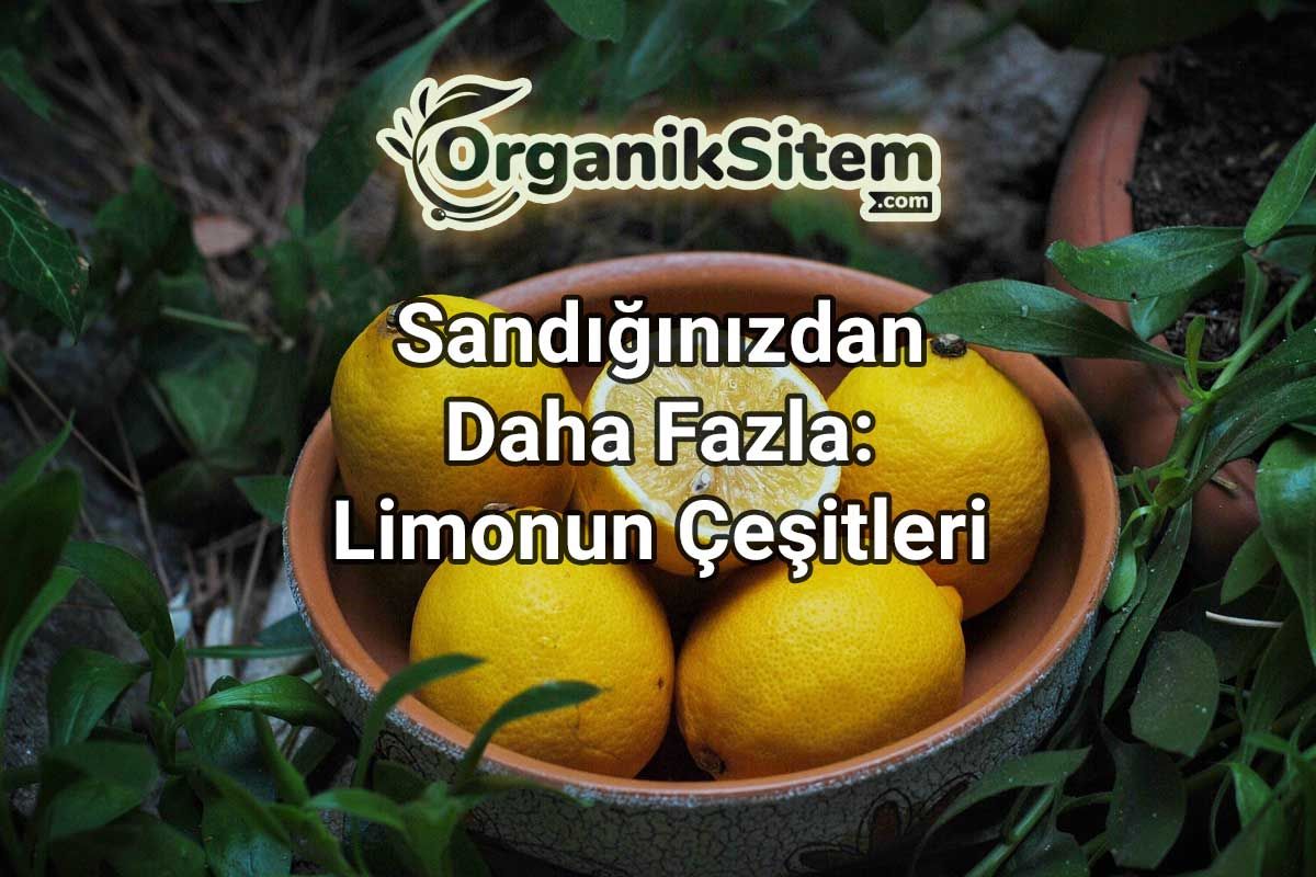 Sandığınızdan Daha Fazla: Limonun Çeşitleri