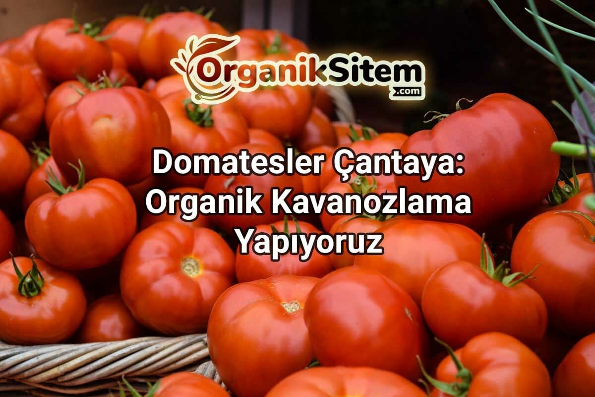 Domatesler Çantaya: Organik Kavanozlama Yapıyoruz