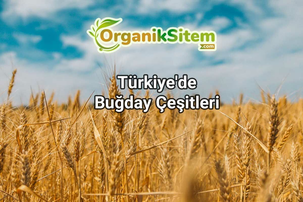 Türkiye'de Buğday Çeşitleri