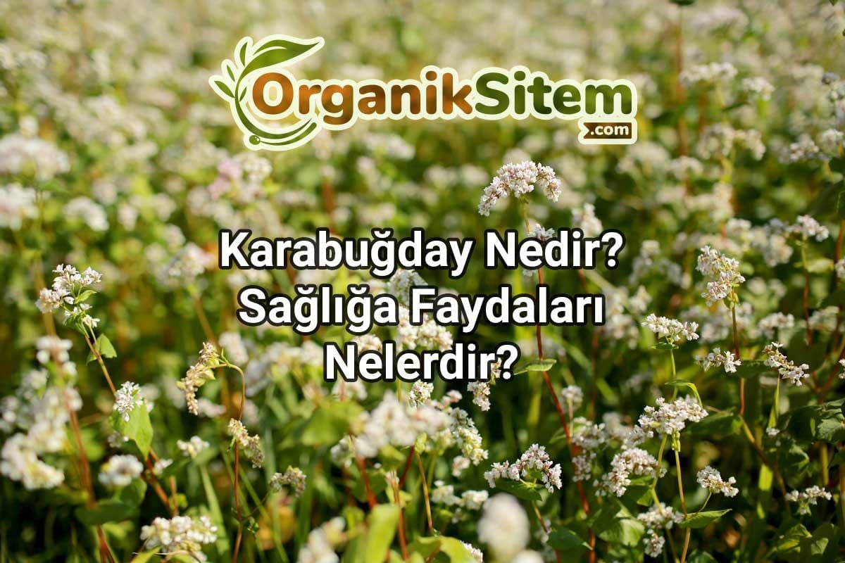 Karabuğday Nedir? Sağlığa Faydaları Nelerdir?