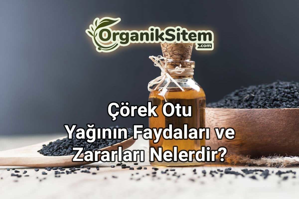 Her Derde Deva Olan Çörek Otu Yağının Faydaları ve Zararları Nelerdir?