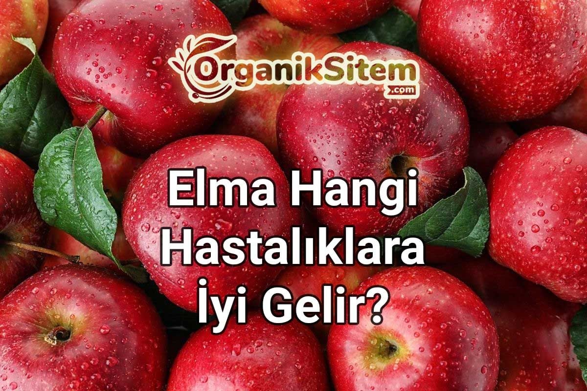 Elmanın Faydaları Nelerdir? Elma Hangi Hastalıklara İyi Gelir?