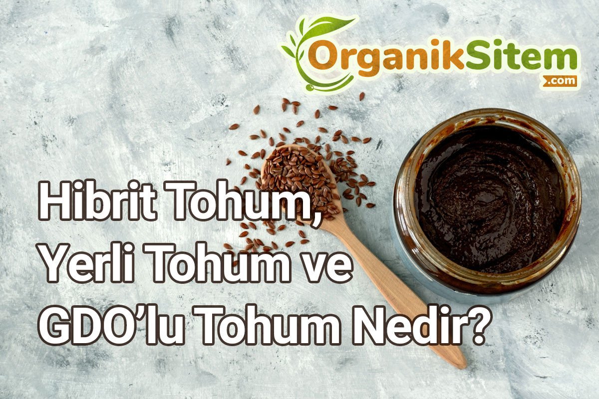 Hibrit Tohum, Yerli Tohum ve GDO’lu Tohum Nedir?