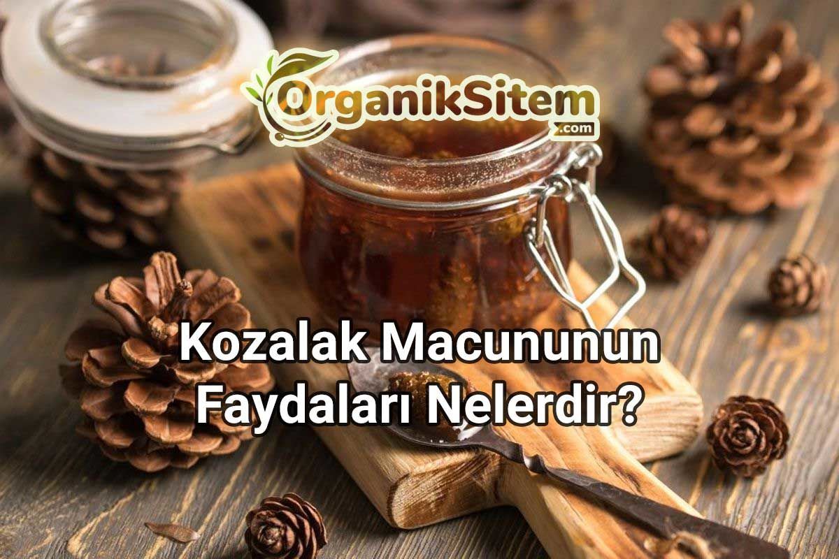 Akciğerleri Temizleyen Kozalak Macununun Faydaları Nelerdir?