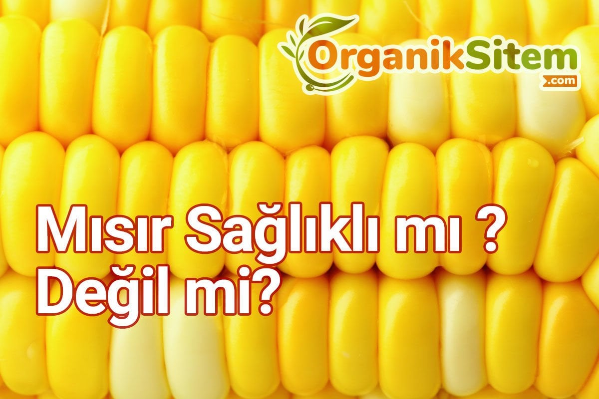 Mısır Sağlıklı mı Değil mi?