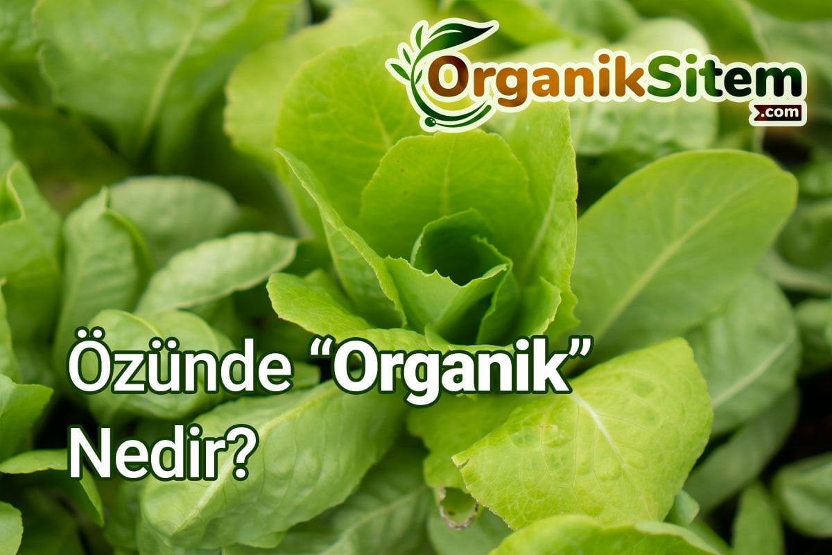 Özünde “Organik“ Nedir?