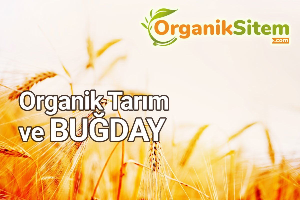 Organik Tarımla Birlikte Buğday Nasıl Yeniden Yaratılıyor?