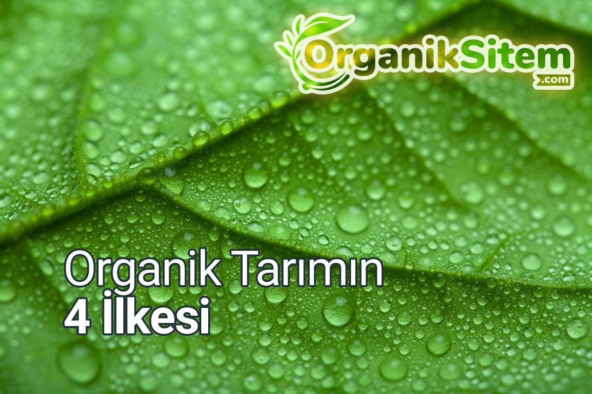 Organik Tarımın 4 İlkesi