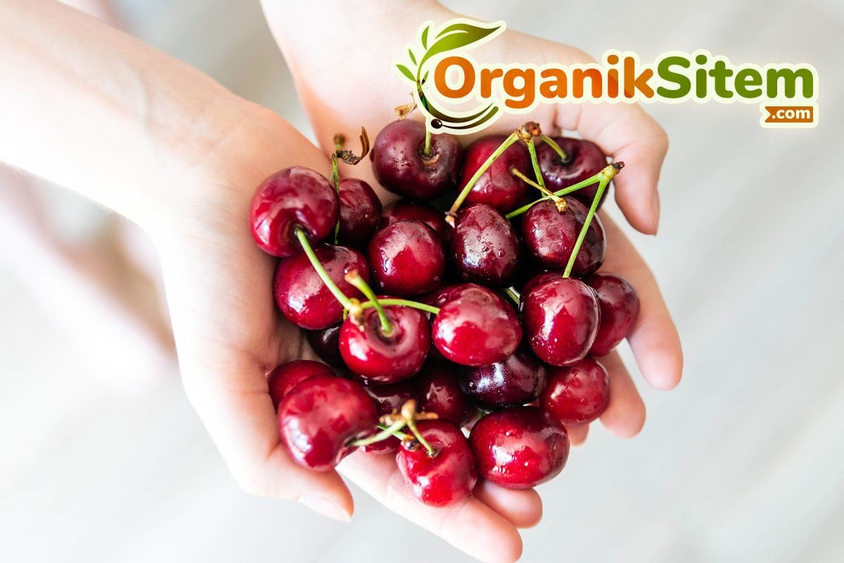 Organik Nedir? Organik Ürün Nedir?