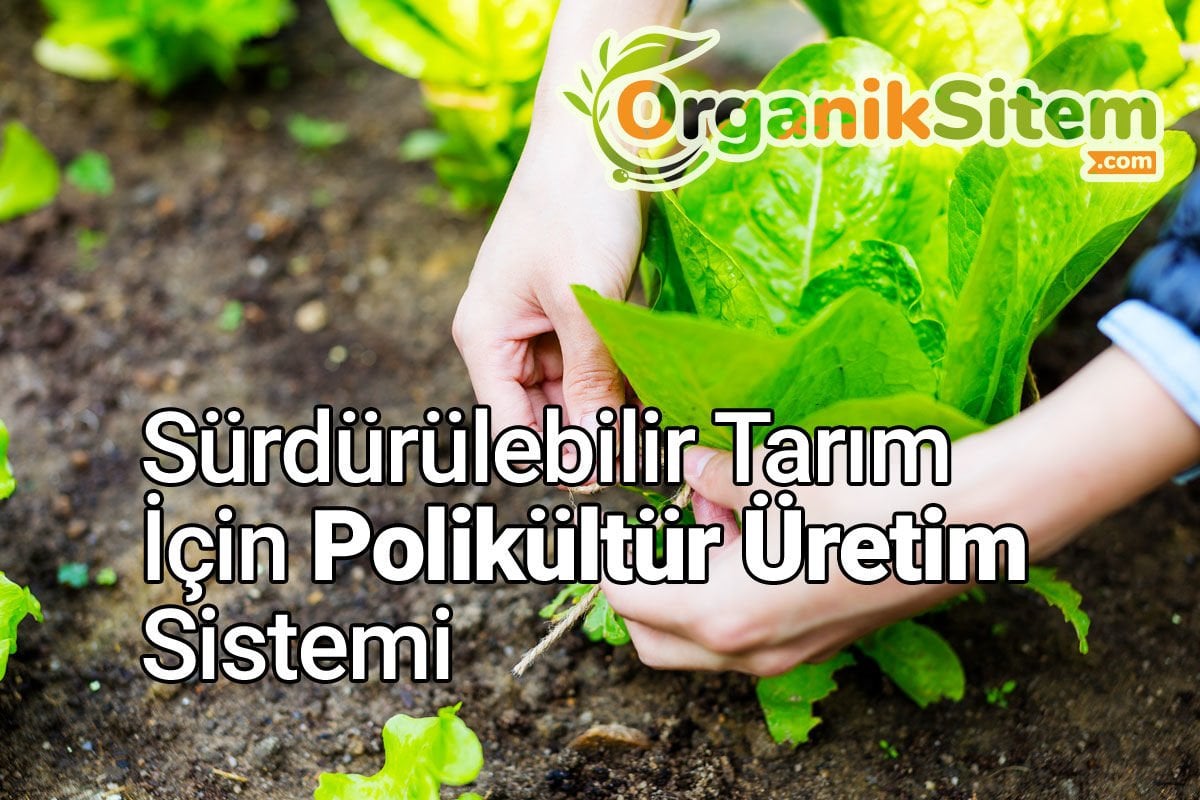 Sürdürülebilir Tarım İçin Polikültür Üretim Sistemi