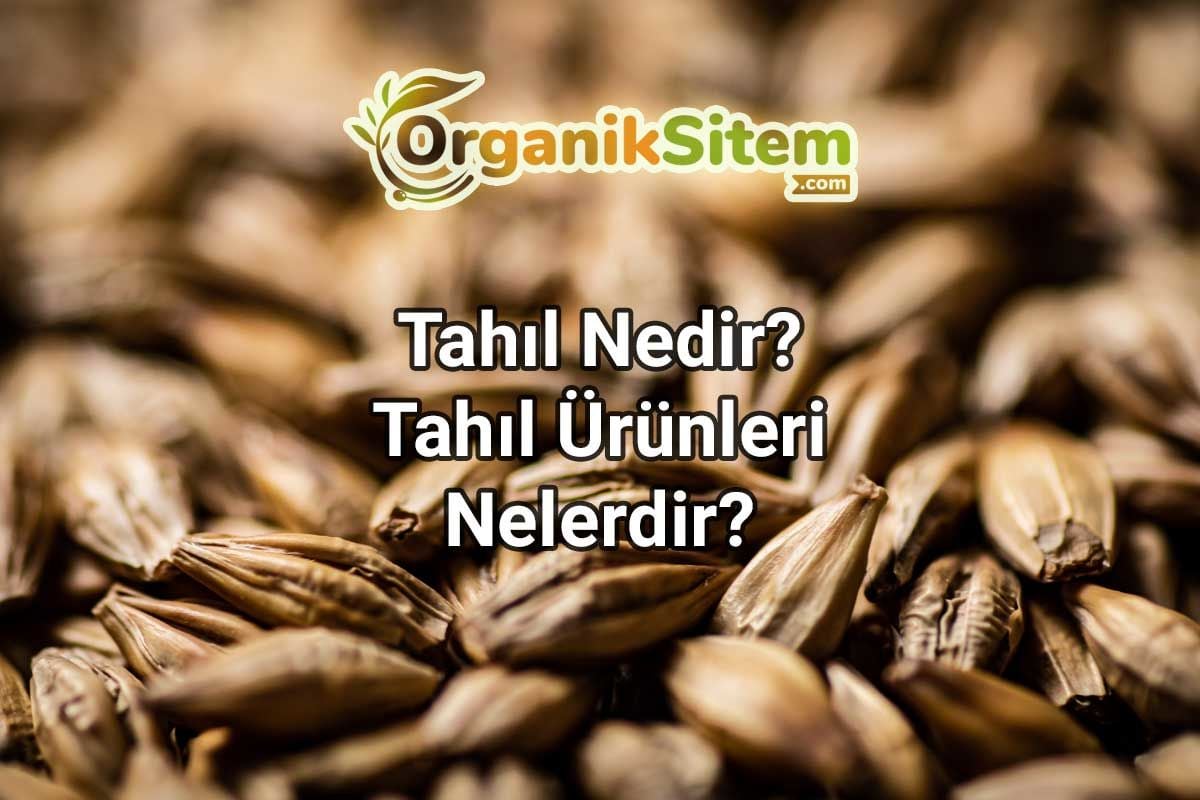 Tahıl Nedir? Tahıl Ürünleri Nelerdir?