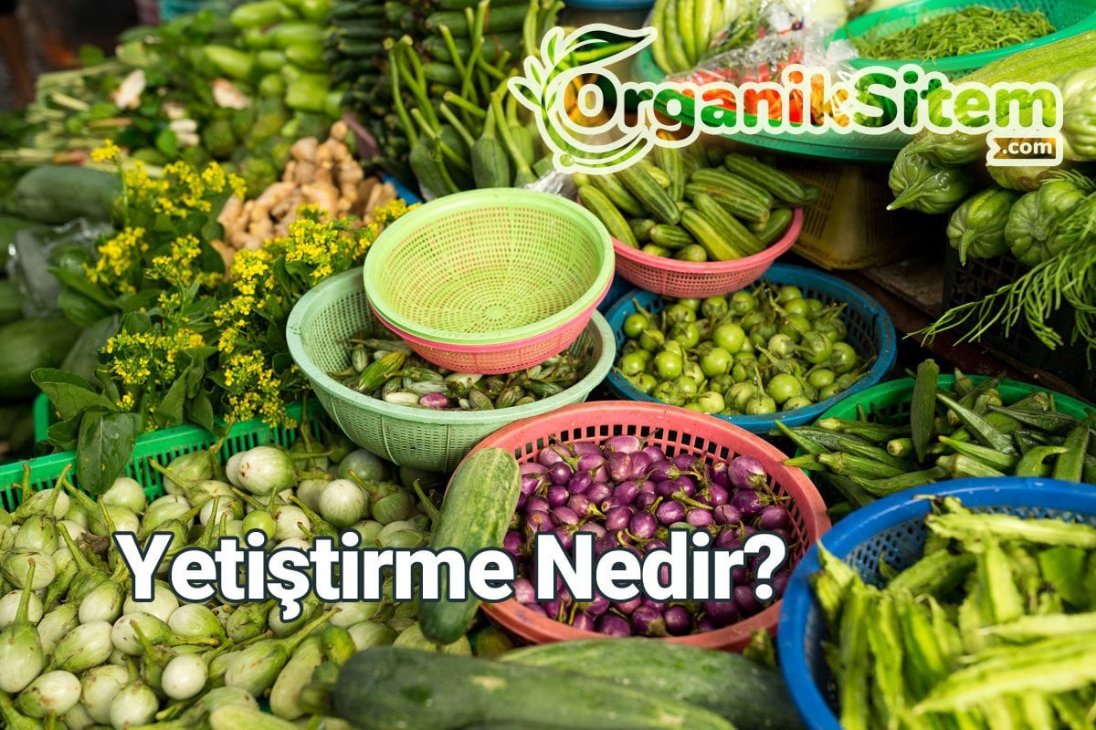 Yetiştirme Nedir?