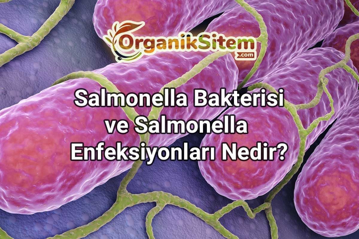 Salmonella Bakterisi ve Salmonella Enfeksiyonları Nedir?