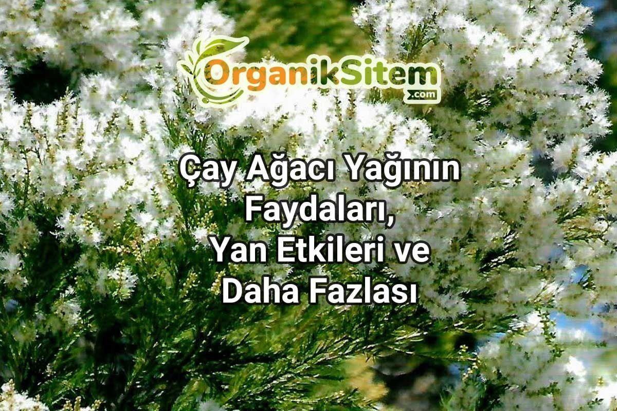 Çay Ağacı Yağının Faydaları, Yan Etkileri ve Daha Fazlası