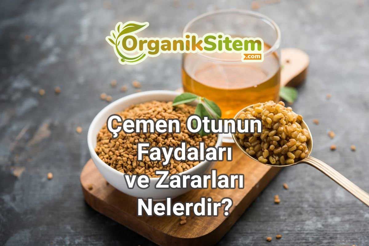 Sindirim Sağlığına Çok İyi Gelen Çemen Otunun Faydaları ve Zararları Nelerdir?
