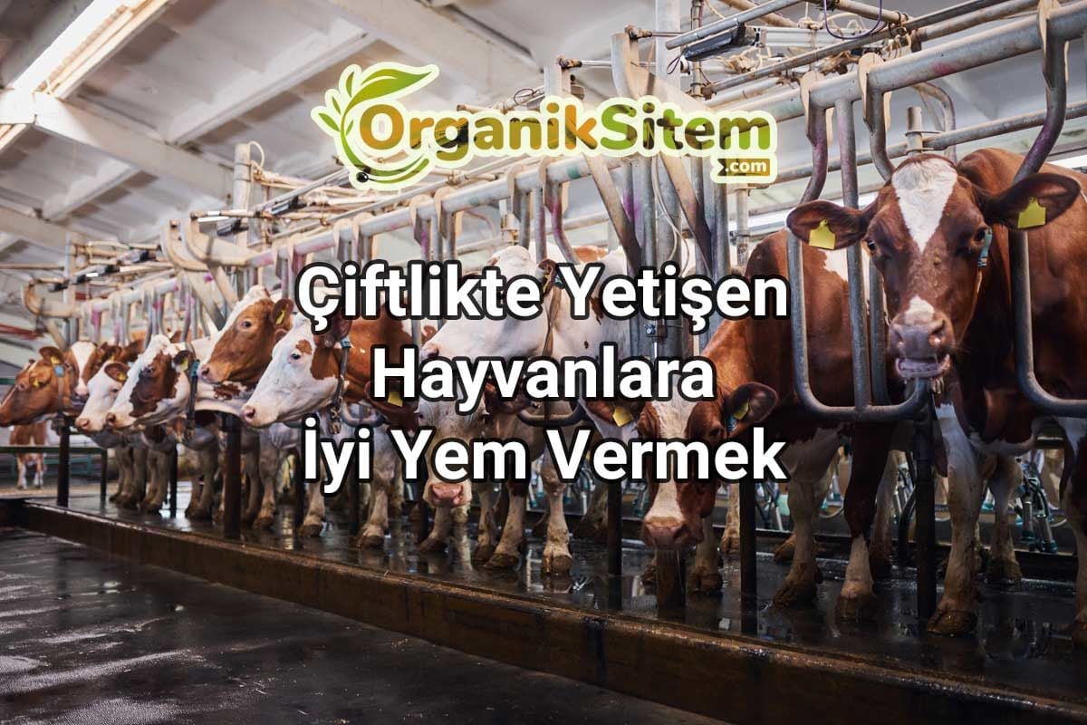 Çiftlikte Yetişen Hayvanlara İyi Yem Vermek