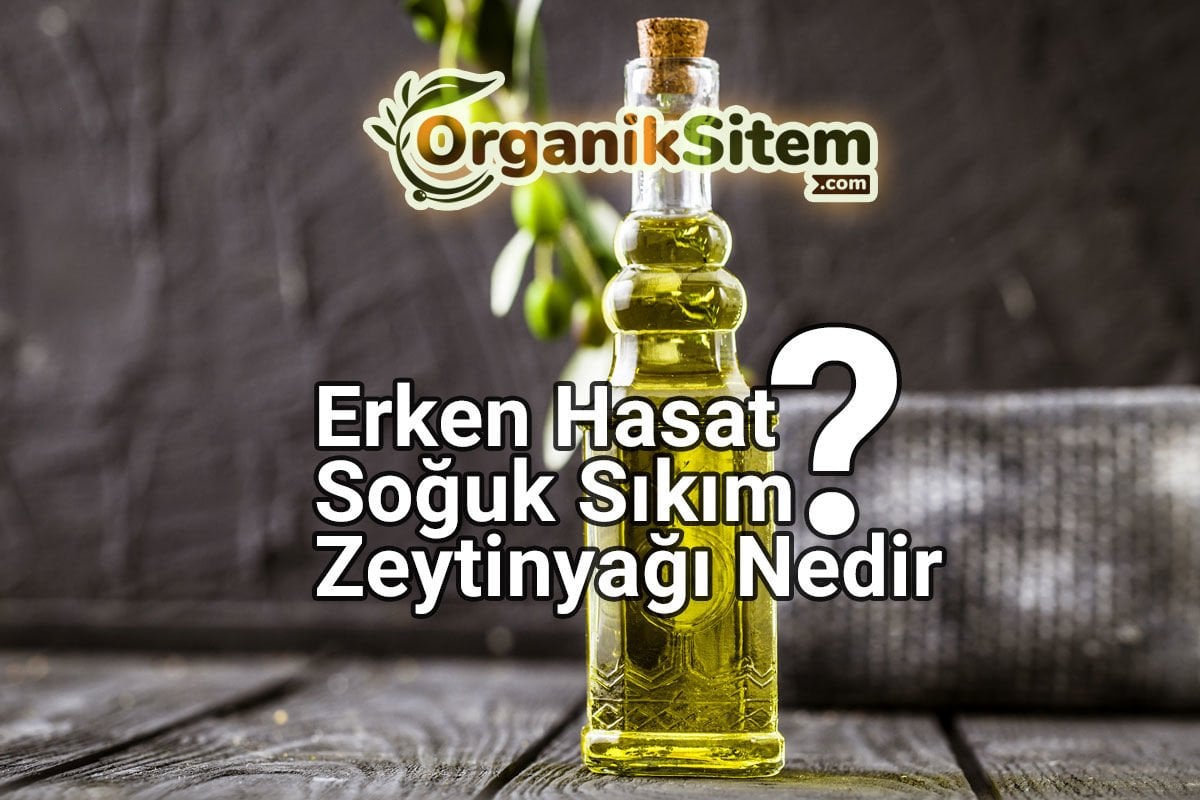 Erken Hasat Soğuk Sıkım Zeytinyağı Nedir?