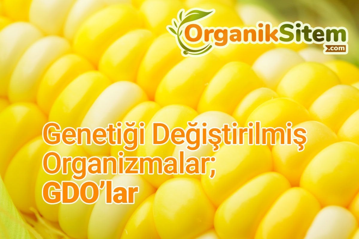 Genetiği Değiştirilmiş Organizmalar; GDO’lar