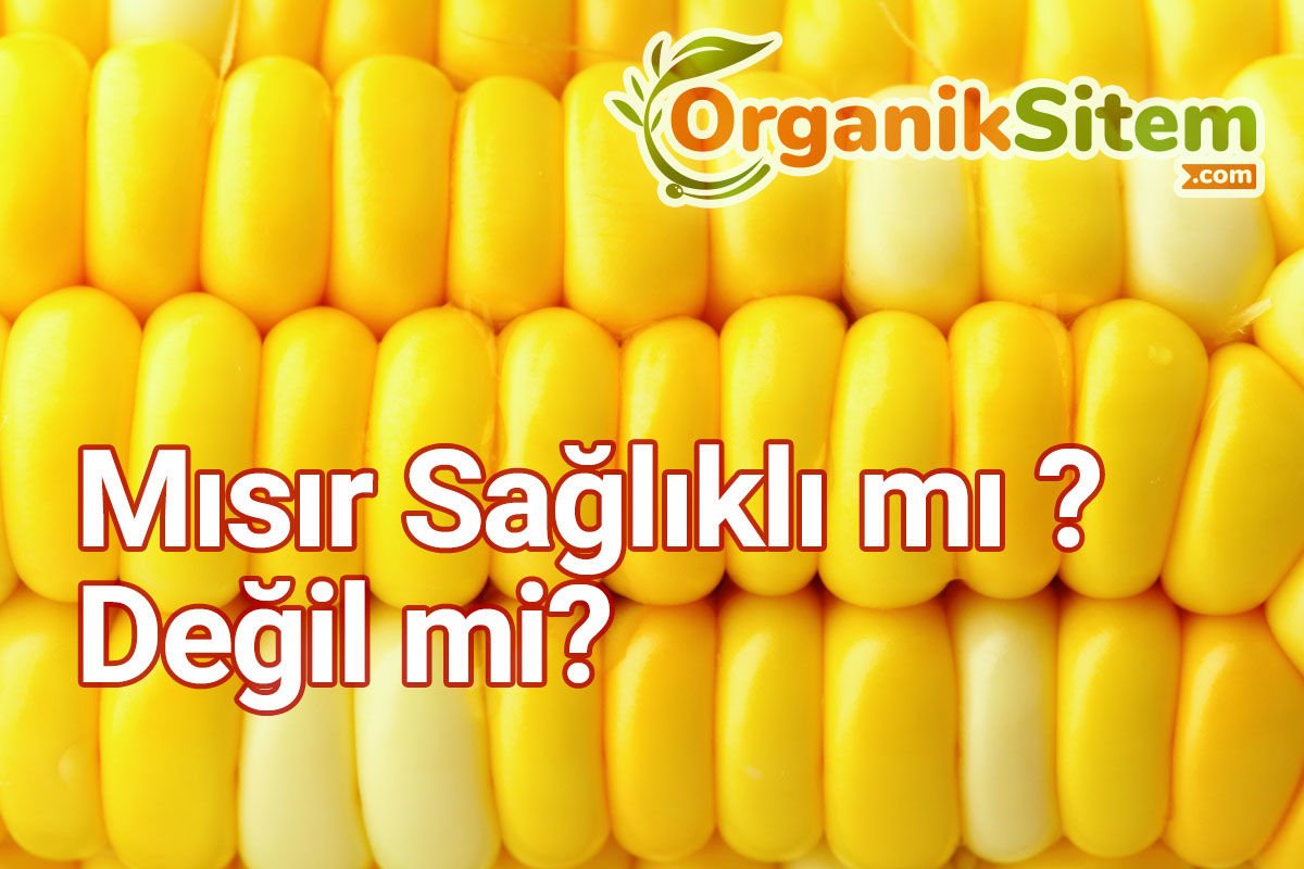 Mısır Sağlıklı mı Değil mi?