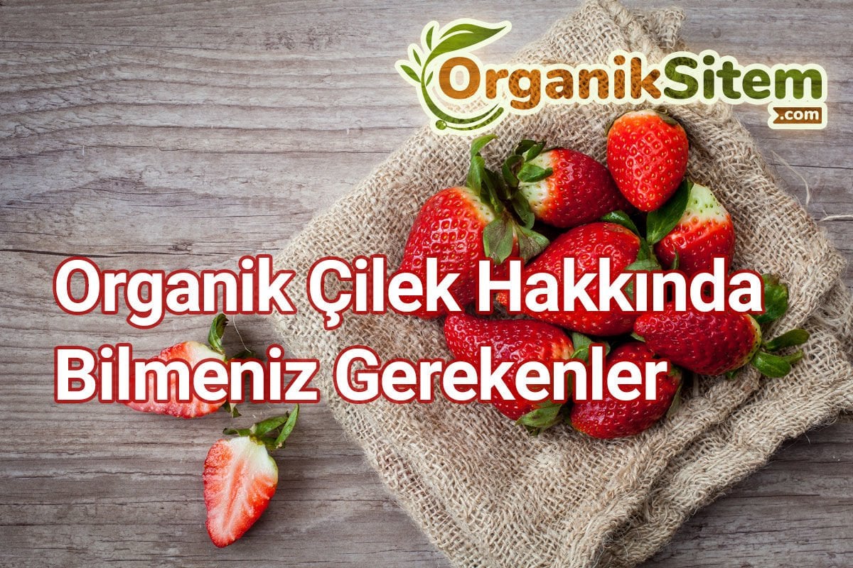 Organik Çilek Hakkında Bilmeniz Gerekenler