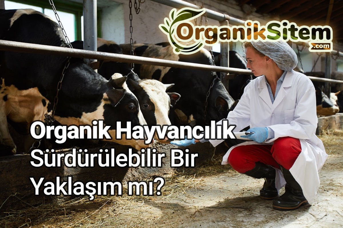 Organik Hayvancılık Sürdürülebilir Bir Yaklaşım mı?