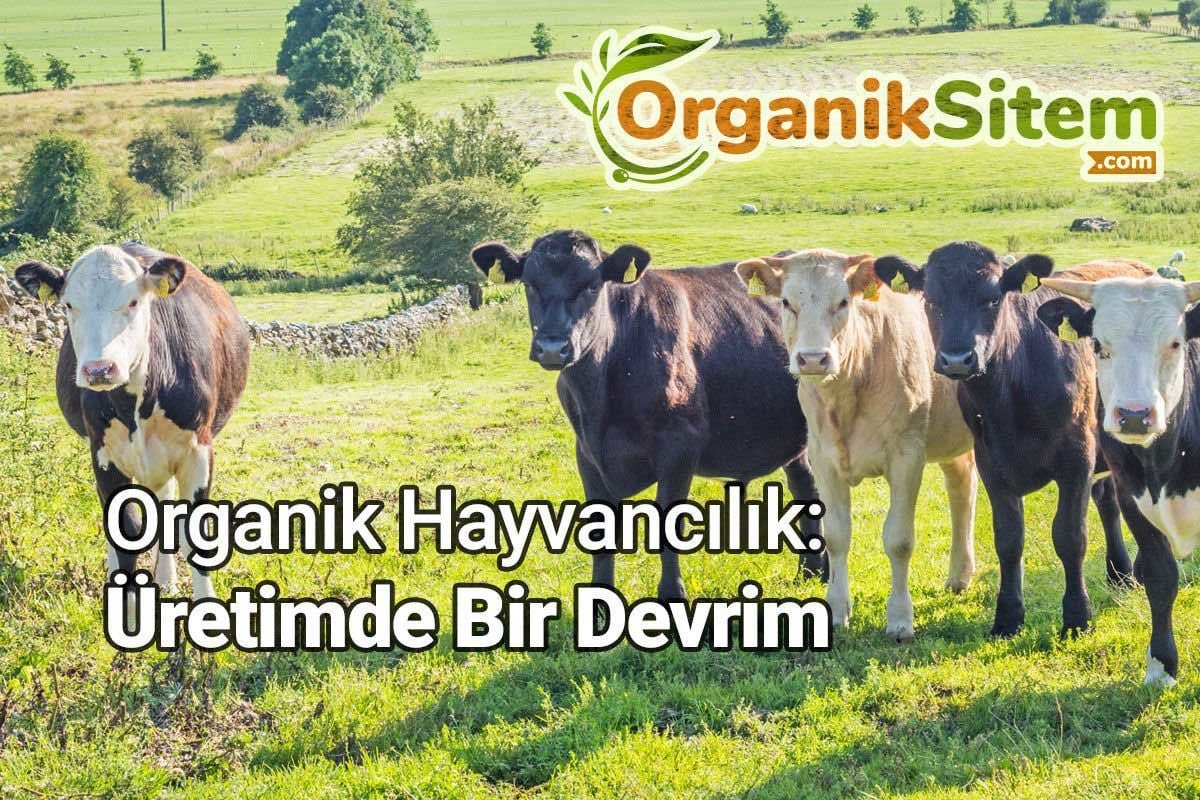 Organik Hayvancılık: Üretimde Bir Devrim