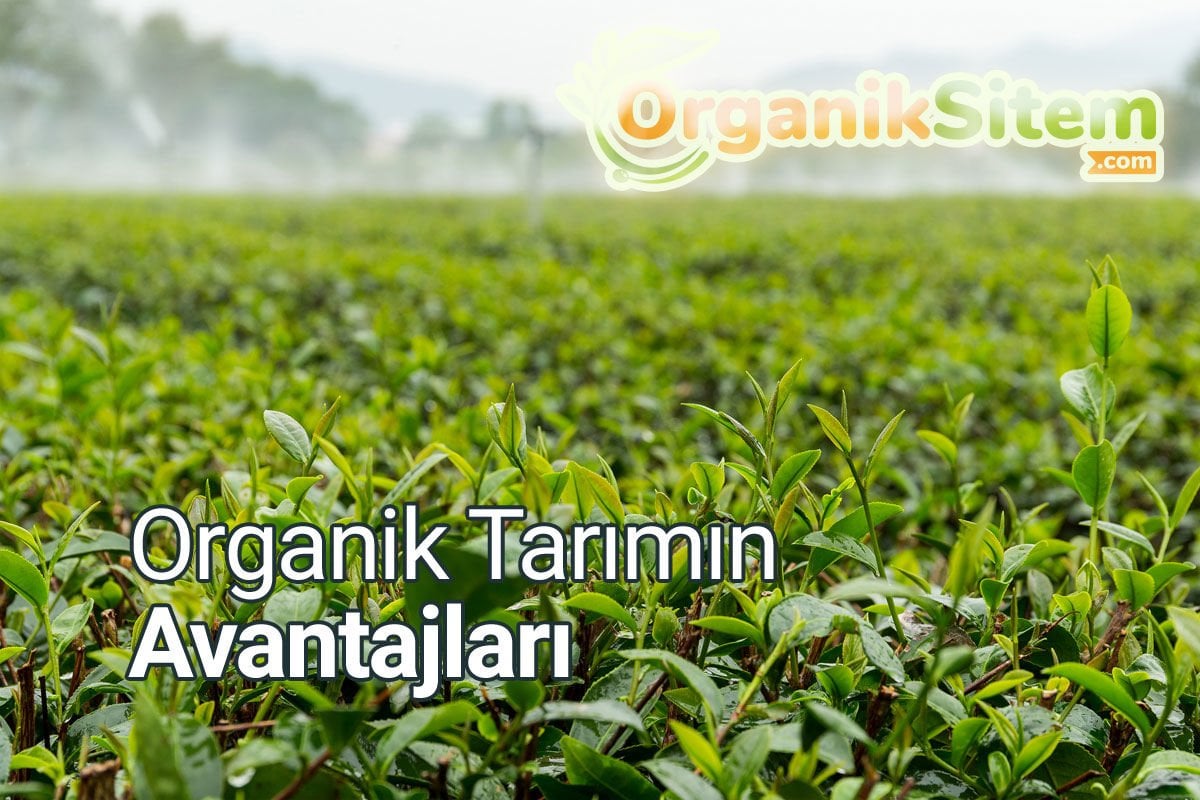 Organik Tarımın Avantajları