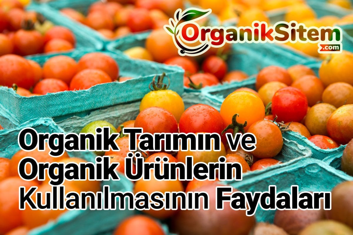 Organik Tarımın ve Organik Ürünlerin Kullanılmasının Faydaları