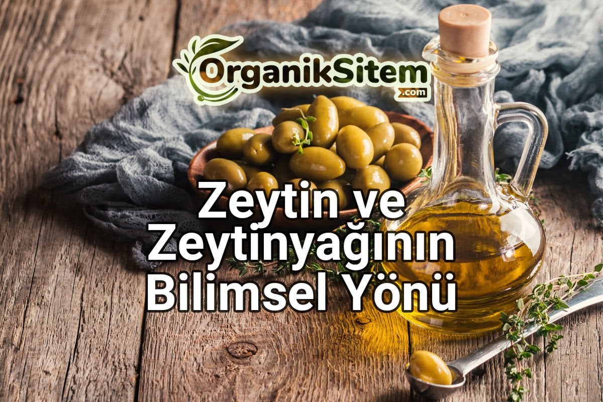Zeytin ve Zeytinyağının Bilimsel Yönü